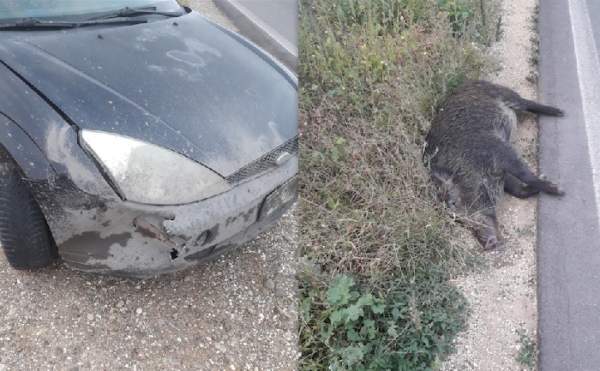 emergenza cinghiali puglia deliberazione