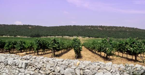 distretto qualità vino puglia
