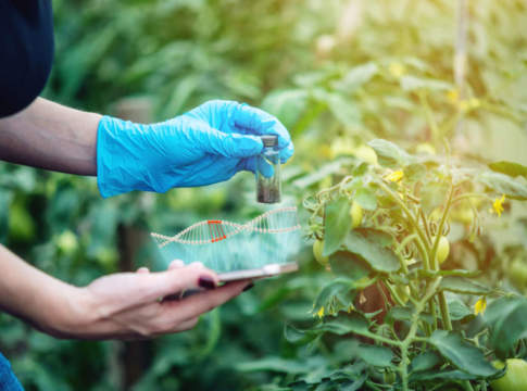 Curare le piante con le biotecnologie