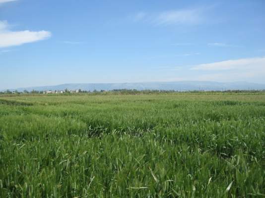 capitanata caporalato