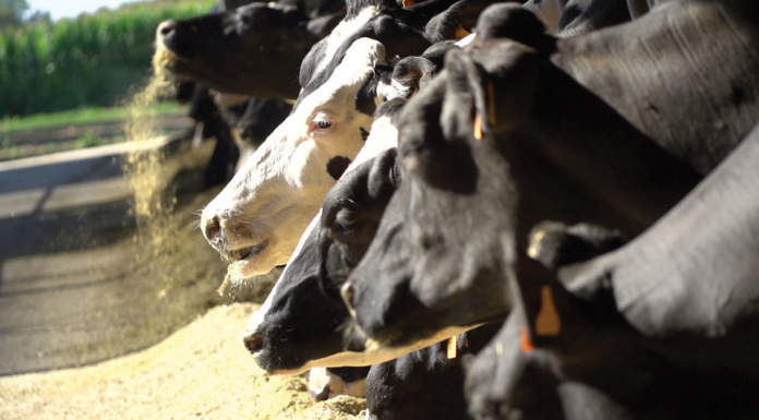 alimentazione zootecnica