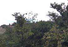 Nocciole, in Campania si va verso un’annata nera nocciole