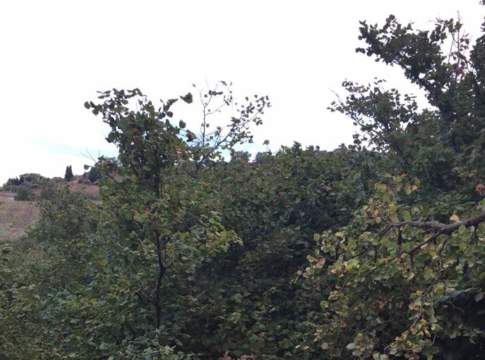 Nocciole, in Campania si va verso un’annata nera nocciole