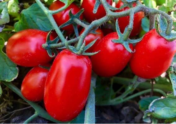 pomodoro industria produttori foggiani