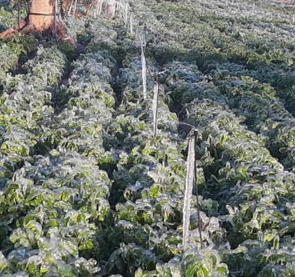 mini irrigatori patate gelo