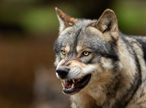 In Europa torna il lupo cattivo