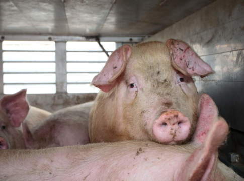 Più benessere animale anche durante il trasporto