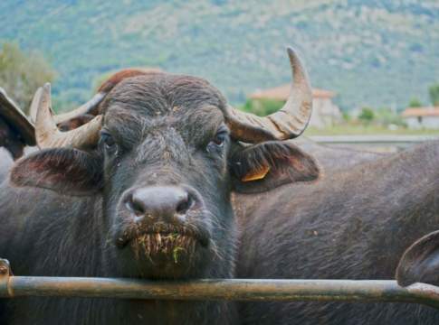 Sciopero della fame in difesa delle bufale