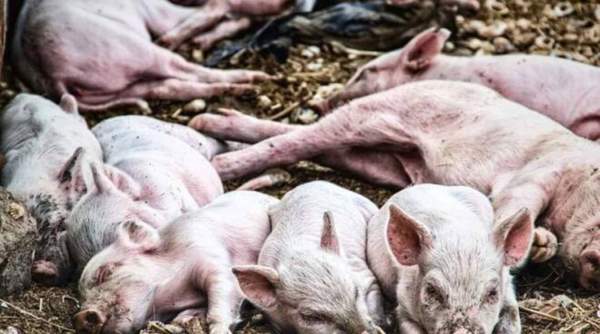 Conaf peste suina africana