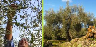 olio extravergine bio etna