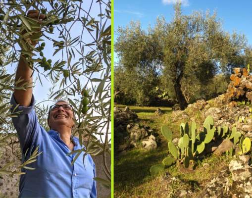 olio extravergine bio etna