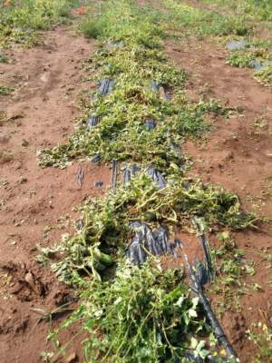 pomodoro da industria