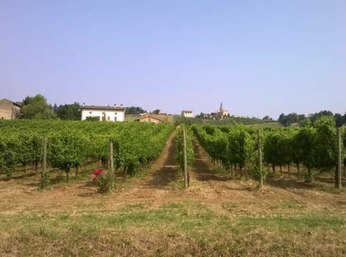 Riconversione vigneti in Emilia-Romagna, bando in uscita: occhio ai tempi riconversione vigneti