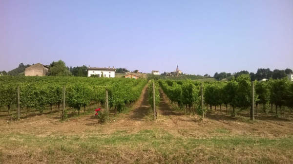 riconversione vigneti