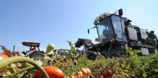 pomodoro da industria