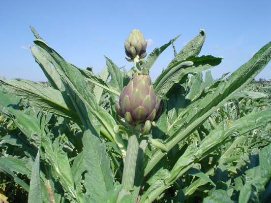 icarus carciofo puglia