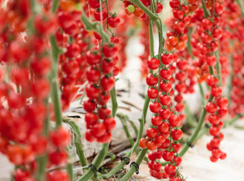 pomodoro ciliegino cherye