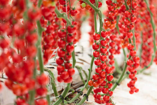 pomodoro ciliegino cherye