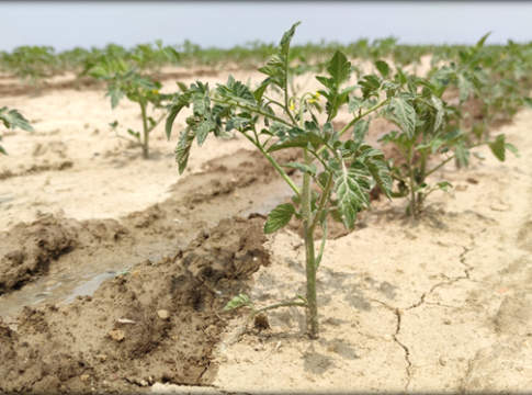 biokelp e aminosuper