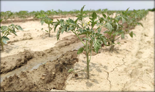 biokelp e aminosuper