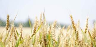 grano bio