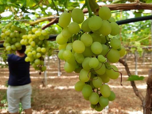 fisiopatie uva da tavola