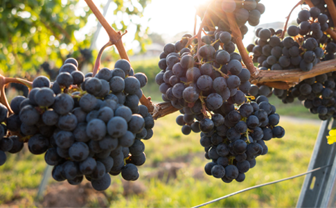 Come cambia la difesa in viticoltura? Dai metodi classici ai nuovi orizzonti difesa della vite