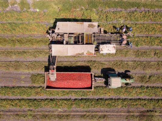 pomodoro da industria