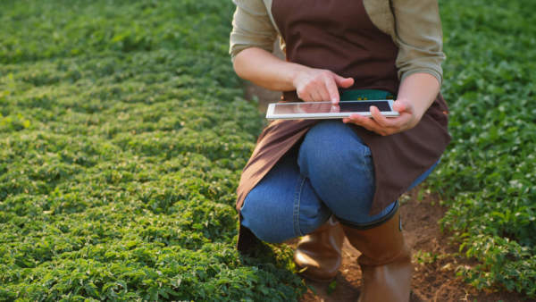 pomodoro da industria