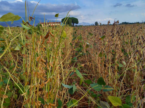 Soia: prospettive a breve termine legate a clima e geopolitica soia