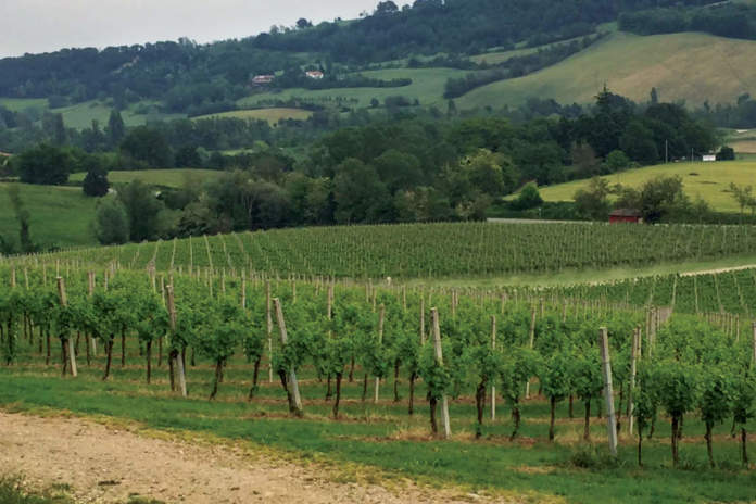 vigneto paesaggio paesaggi rurali