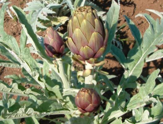 settimana biodiversità pugliese