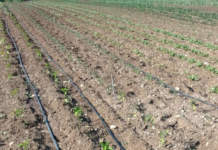 Pomodoro e peperone suscettibili in post-trapianto