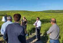 Camelina sativa, un’alternativa per le rotazioni