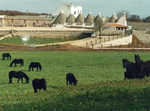 Truffa sui contributi Pac con finti pascoli nell’Alta Murgia truffe