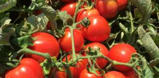 pomodoro da industria