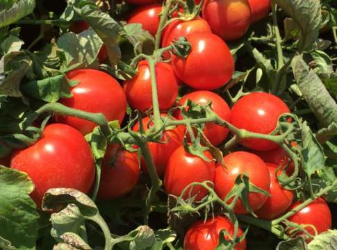 pomodoro da industria