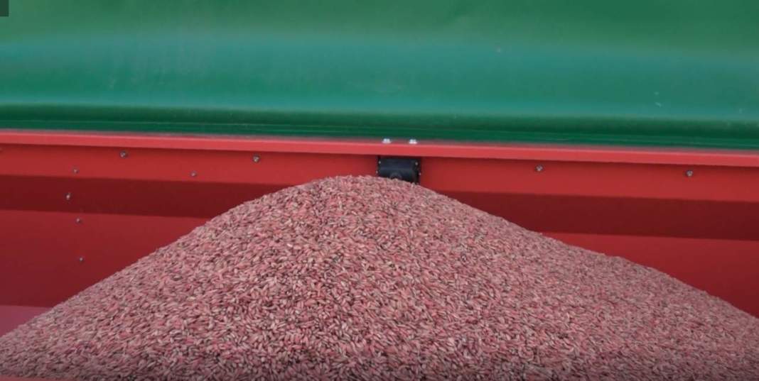 Il Contadino - Antichi Becchimi | Niger AD Uso ZOOTECNICO | Essenza Di Semi Selezionati E Super Ventilati, No OGM, 100% Vegetale, Assenza Di Scarti. Qualità Superiore (5 Kg