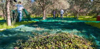 raccolta olive
