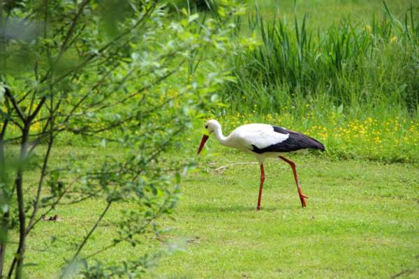 ripristino della natura