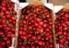 Pesche e fragole in forte aumento. Ciliegie a picco ciliegie