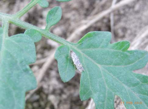 tignola del pomodoro