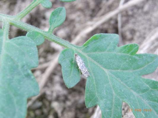 tignola del pomodoro