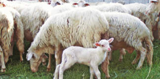 agnello
