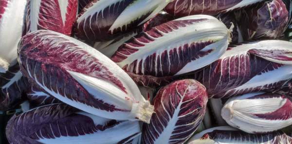 radicchio