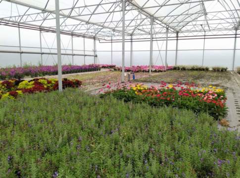 rincari florovivaismo