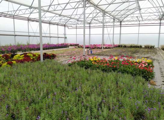 rincari florovivaismo