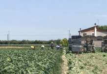 Contrasto al caporalato, altro passo in avanti caporalato