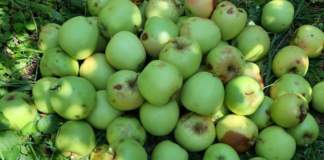 mele