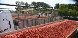pomodoro da industria